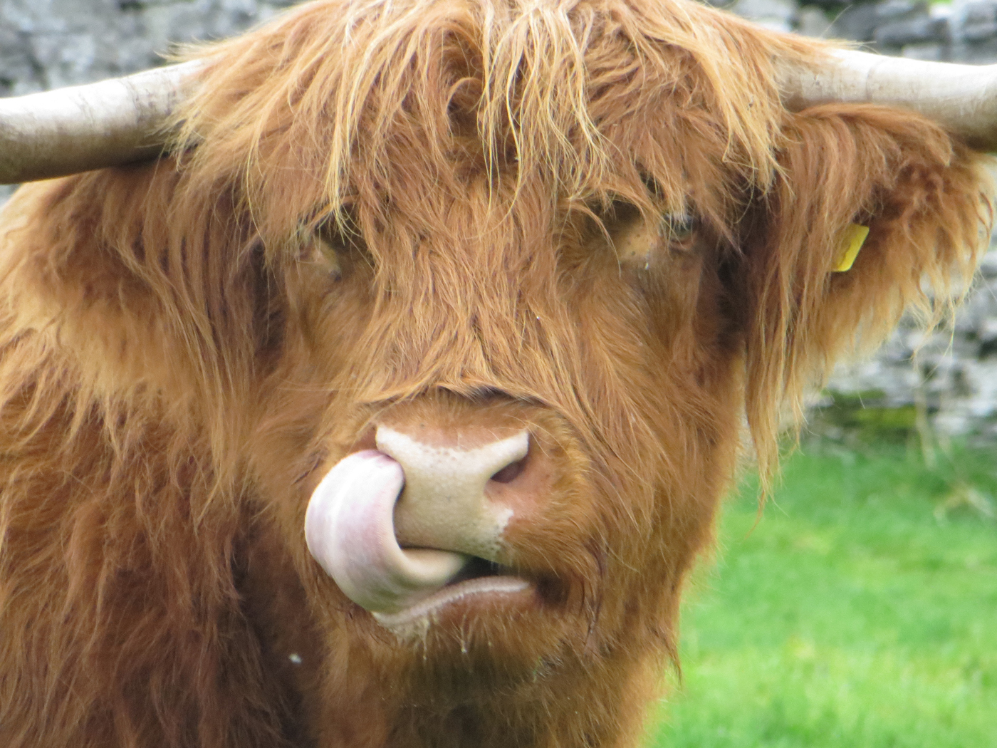 Brown Cow